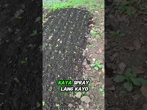 AgriGoPro farmer story: UltraBoost field result on pechay
