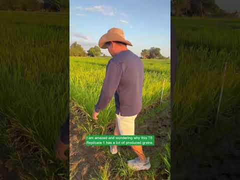 AgriGoPro farmer story: Rice field trial without synthetic inputs