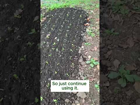 AgriGoPro farmer story: UltraBoost field result on Chinese cabbage