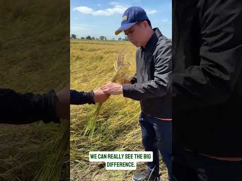 AgriGoPro farmer story: Field report from stem borer affected rice