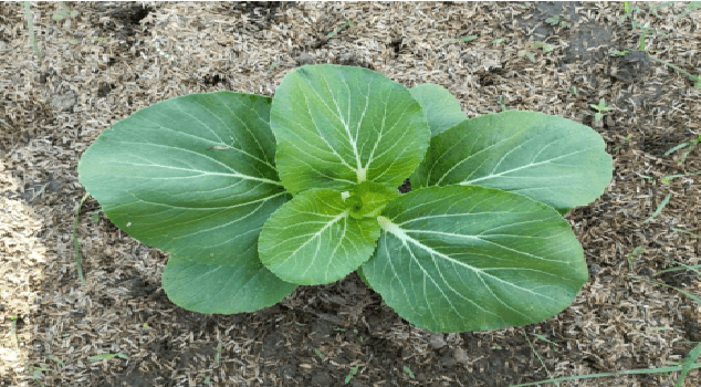 Bioefficacy Evaluation of UltraBoost® on the Growth and Yield of Pechay